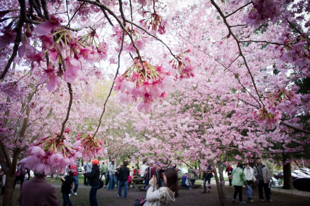 Cherry blossom festival to take place in Ha Noi in March Vietnam